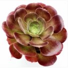 Sedum Makinoi Variegata - Japanese Stonecrop Succulent Plant Fresh Garden