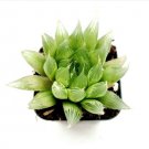 Sedum Mix Succulent Plant Fresh Garden