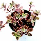 Sedum Morganianum - Burrito Burro’S Tail Baby Donkey Tail Succulent Plant Fresh Garden Sedum Morganianum - Burrito Burro’S Tail Baby Donkey Tail Succulent Plant Fresh Garden