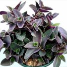 Sedum Pachyphyllum Jelly Beans Succulent Plant Fresh Garden