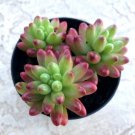 Sedum Rubrotinctum Aruora Comes In A 2.5  Pot Fresh Garden