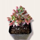 Sedum Rubrotinctum Aurora Pink Jelly Bean Succulent Plant Fresh Garden