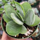 Sedum Rubrotinctum Jelly Bean Succulent Plant Fresh Garden