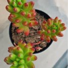 Sedum Rubrotinctum Porks And Beans Comes In A 2.5 Pot Fresh Garden