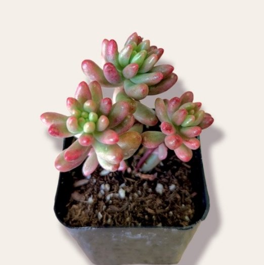 Sedum Sedi Me Turquoise Tails Succulent Plant Fresh Garden