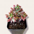 Sedum Sedi Me Turquoise Tails Succulent Plant Fresh Garden