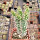 Sedum Sexangulare - Tasteless Stonecrop Succulent Plant Fresh Garden