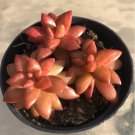 Sedum Shooting Stars Comes In A 2.5 Pot Fresh Garden