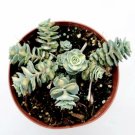 Sedum Sieboldii Variegata Succulent Plant Fresh Garden