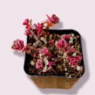 Sedum Spurium Tricolor Succulent Plant Fresh Garden