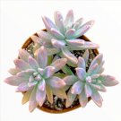 Sedum Suzie Q English Succulent Plant Fresh Garden