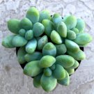 Sedum Treleasei Comes In A 2.5  Pot Fresh Garden