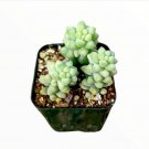 Sempervivum Hurricane Succulent Plant Fresh Garden