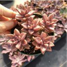 Sempervivum Soboliferum Succulent Plant Fresh Garden