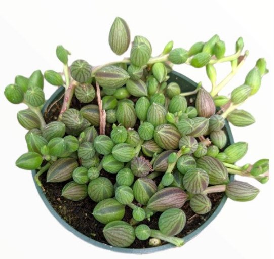 Senecio Angel Tears Variegata Succulent Plant Fresh Garden