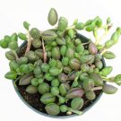 Senecio Angel Tears Variegata Succulent Plant Fresh Garden