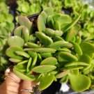 Senecio Jacobsenii - Trailing Jade Weeping Jade Succulent Plant Fresh Garden Senecio Jacobsenii - Trailing Jade Weeping Jade Succulent Plant Fresh Garden