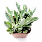 Senecio Kleinii Mis - Spear Head Succulent Plant Fresh Garden Senecio Kleinii Mis - Spear Head Succulent Plant Fresh Garden