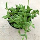 Senecio Radicans Fish Hooks Comes In A 2.5 Container Fresh Garden