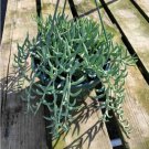 Senecio Radicans Hybrid Fish Hooks Succulent Plant Fresh Garden