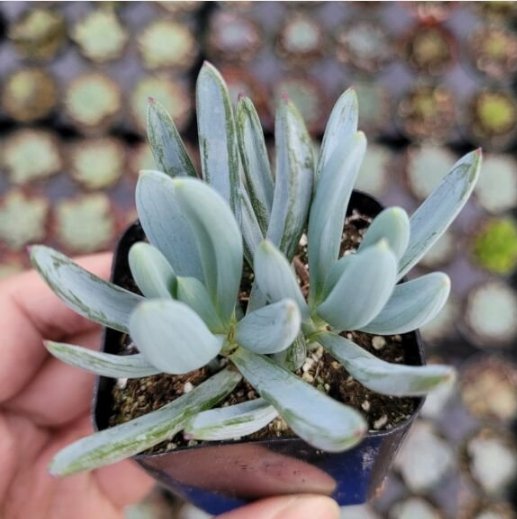Senecio Serpens Blue Chalk Sticks Succulent Plant Fresh Garden