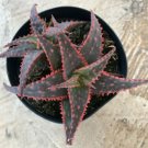 Star Aloe Christmas Sleigh Comes In A 3.5 Pot Fresh Garden