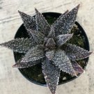 Star Aloe Gasteraloe Tarantula Currently In A 2.5  Pot Fresh Garden