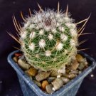Stenocactus Zacatecasensis Cactus Plants Fresh Garden