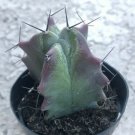 Stenocereus Pruinosis Comes In A 2.5  Pot Fresh Garden