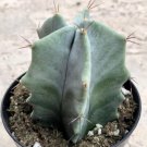 Stenocereus Pruinosis Comes In A 3.5 Pot Fresh Garden