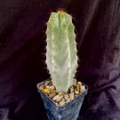 Stenocereus Pruinosus Cactus Plant Fresh Garden