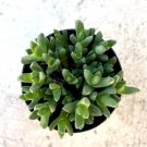 Stomatium Mustellinum Comes In A 2.5  Pot Fresh Garden