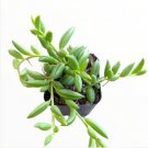 String Of Bananas Senecio Radicans Succulent Plant Fresh Garden