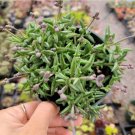 String Of Dolphins Senecio Peregrinus Succulent Plant Fresh Garden