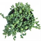String Of Raindrops Senecio Succulent Plant Fresh Garden
