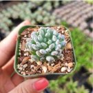 String Of Tears Senecio Citri Mis Succulent Plant Fresh Garden