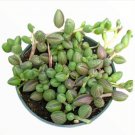 String Of Watermelons Senecio Herreanus Succulent Plant Fresh Garden