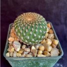 Sulcorebutia Arenacea Cactus Plant Fresh Garden Sulcorebutia Arenacea Cactus Plant Fresh Garden