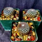 Sulcorebutia Arenacea Lot Of 3 Cactus Plants Fresh Garden