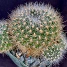 Sulcorebutia Bicolorispina Cactus Plant Fresh Garden