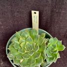 Tacitus Bells Succulent Plant Fresh Garden