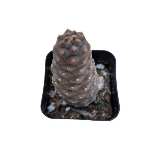 Tephrocactus Articulatus Var. Inermis - Pine Cone Cactus Fresh Garden