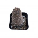 Tephrocactus Articulatus Var. Inermis - Pine Cone Cactus Fresh Garden