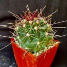 Thelocactus Davisii Cactus Plants Fresh Garden