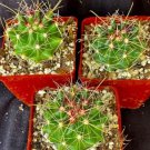 Thelocactus Davisii Lot Of 3 Cactus Plants Fresh Garden