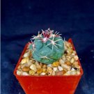 Thelocactus Hexaedrophorus V. Lloydii Cactus Plant Fresh Garden