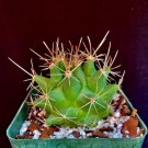 Thelocactus Matudae Cactus Plant Fresh Garden