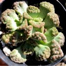 Titanopsis Calcarea Concrete Leaf 2.5 Pot Fresh Garden