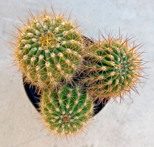 Torch Cactus 3 Heads Per Container Comes In A 3.5  Pot Fresh Garden