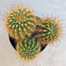 Torch Cactus 3 Heads Per Container Comes In A 3.5  Pot Fresh Garden